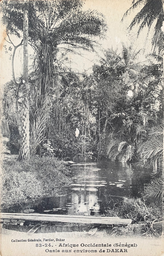 Oasis aux environs de DAKAR