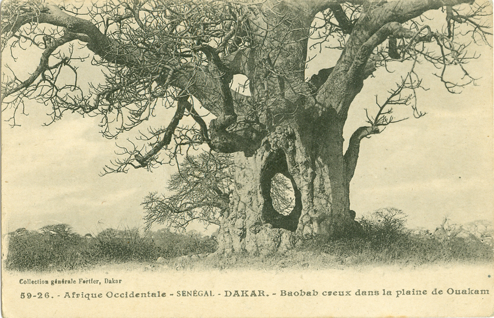 DAKAR – Baobab creux dans la plaine de Ouakam